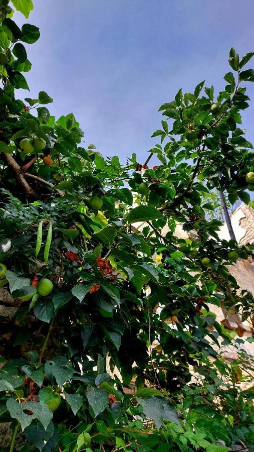 Relax Camping Gjirokastër Exterior foto